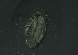 Pyritized Triarthrus Trilobite With Legs! - New York #26434-1